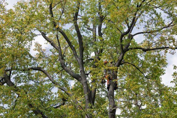 How Our Tree Care Process Works  in  West Jordan, UT